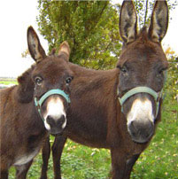 homeopathievoorezels